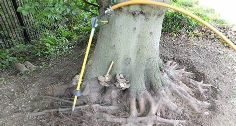 Air Spading a tree to safely expose the roots as done by Casebolt Tree Care