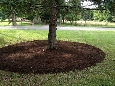 Composting, a great way to protect and care for your trees