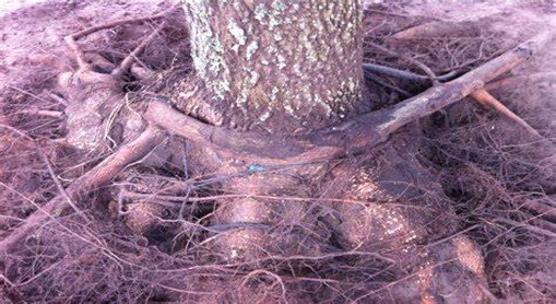 Girdled Roots, a tree condition that can be taken care of by Casebolt Tree Care