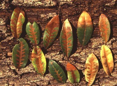 Oak Wilt - a destructive tree disease that affects central Texas