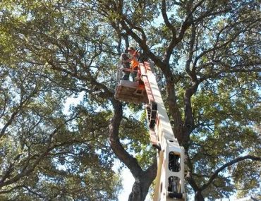 Man from Casebolt Tree Care trimming tree on lift.