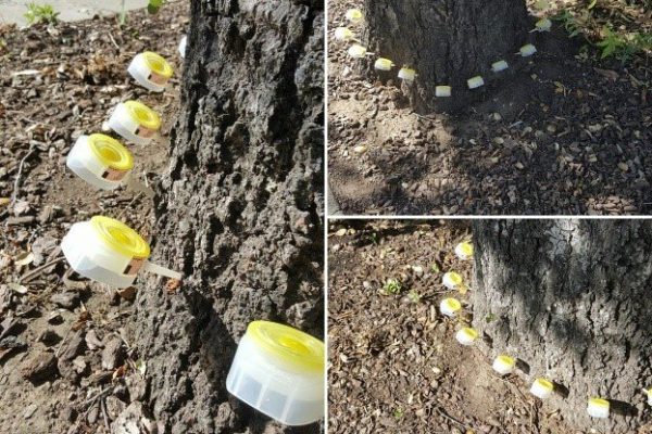 Micro injections into a tree trunk a method of tree care administered by Casebolt Tree Care