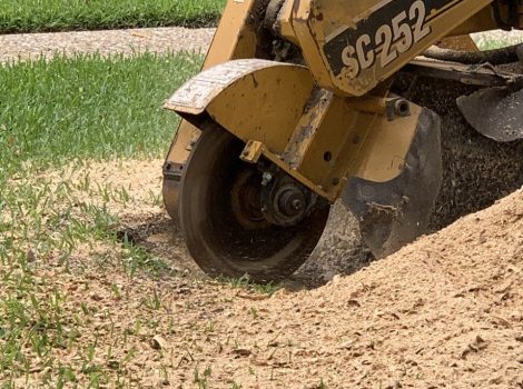 Casebolt Tree Care Stump Grinding Service removing a stump in Temple TX